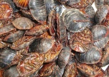 土元养殖致富傻大姐