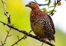 鹧鸪雏苗的饲养与管理