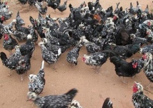 如何防治贵妃鸡球虫病