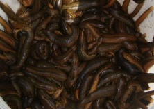 蚂蟥的天敌与疾病防治