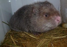 竹鼠养殖技术幼鼠的饲养管理