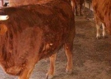 杂交鲁西黄牛育肥技术要点