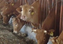 中国鲁西黄牛的代表性品种（三）