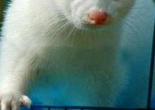 水貂养殖需注意五点