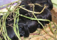 黑豚鼠养殖技术与利润分析 黑豚鼠养殖技术与利润分析