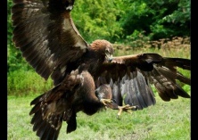 鹰的品种美洲角雕