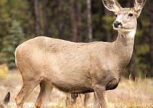 鹿的坏死杆菌病