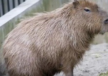 海狸鼠常见病的治疗