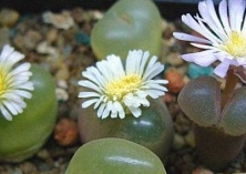 盆栽多肉灯泡五注意