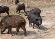 野猪肉做零食解决销路问题