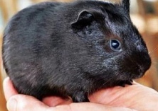 黑豚养殖种苗助贫困户脱贫致富