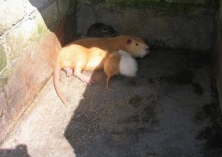 海狸鼠养殖（人工饲养技术）