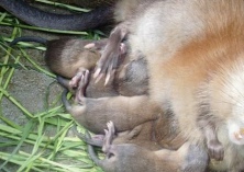 麝鼠养殖之饲养场的卫生要求