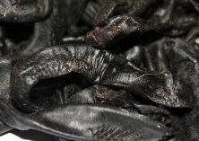 蚂蟥白点病防治