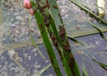 3亩4分田养殖水蛭第一年纯利润达26万