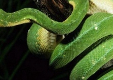 蛇人工繁养的管理技术要点