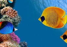 热电厂修机器热水断流热带鱼死亡