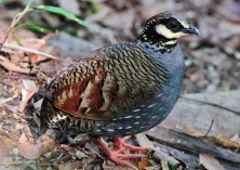 鹧鸪人工授精应注意的问题