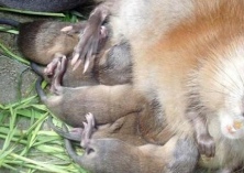 麝鼠养殖的安全高产技术