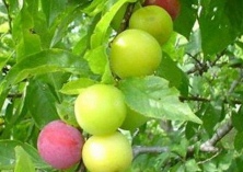 果梅种植的建园