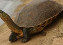 成年巴西龟的饲养注意事项