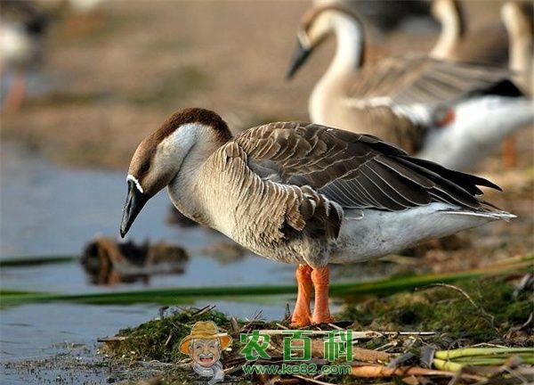 人工大雁养殖技术