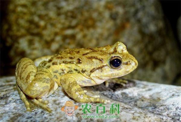 蟾蜍--土客网网 女士用蟾蜍皮贴肚脐想以毒攻毒治肿瘤结果差点丢了性命