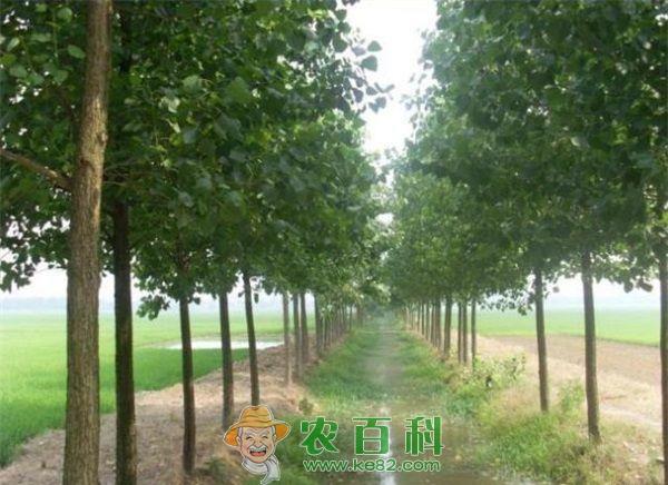 杨树 杨树天牛的防治技术