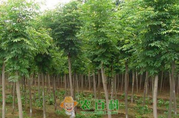 白蜡杆 白蜡杆