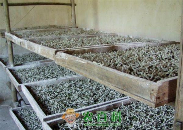 宁南县：现代宁南人的“蚕”“桑”经济