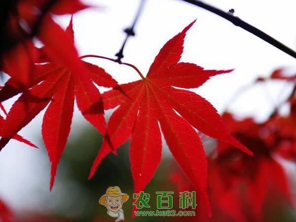 美国红枫种植技术 美国红枫种植技术