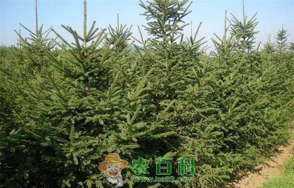 隰县森林公园云杉果实累累