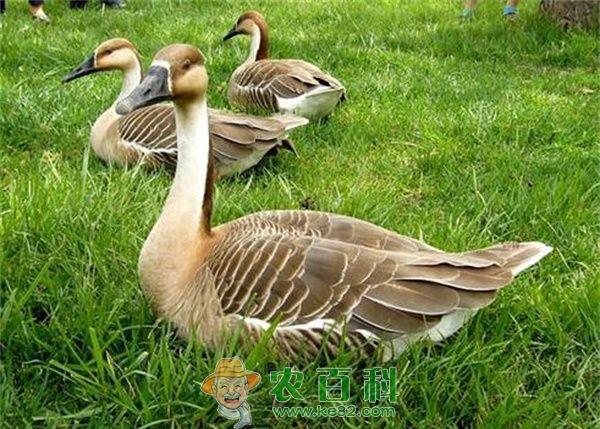 人工大雁养殖技术