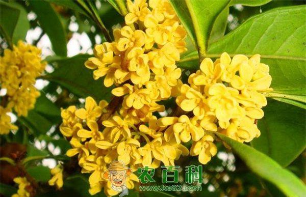 如何让盆栽桂花树冠丰满