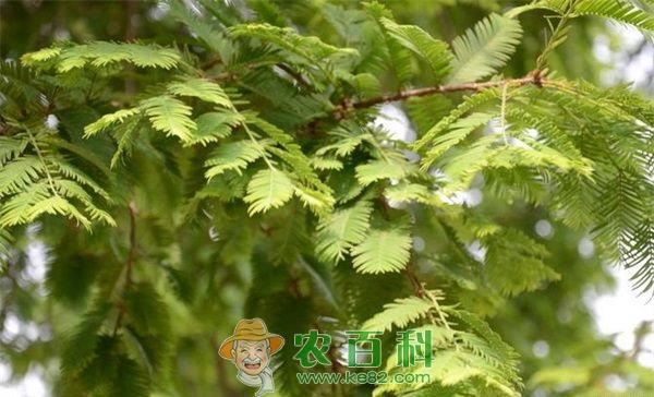 水杉 宿迁校园内现水杉树出‘笋’稀奇事