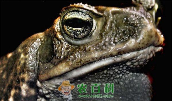 圈养蟾蜍采衣刮酥