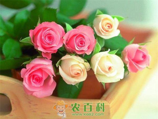 玫瑰花的种苗生产