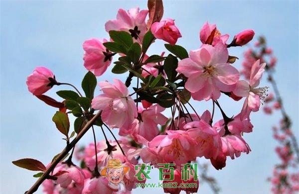 海棠 四季海棠病虫害的防治