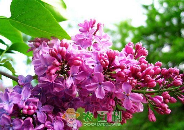 丁香 丁香褐斑病的防治