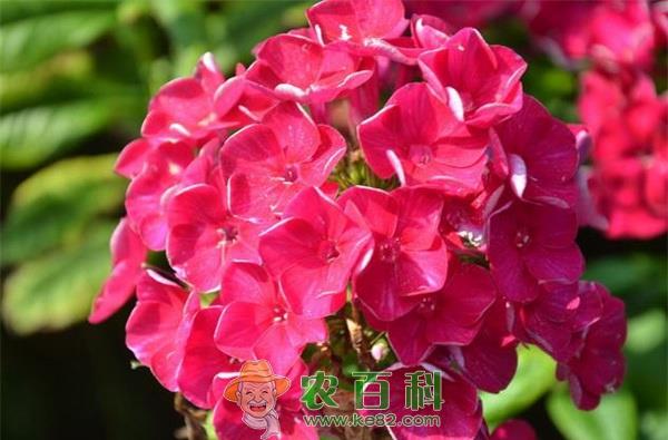 美女樱 美女樱叶斑病的防治