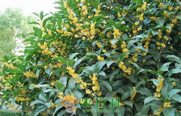 桂花--土客网网 盆栽桂花的促花技术
