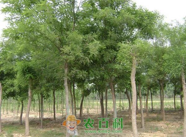 国槐树苗
