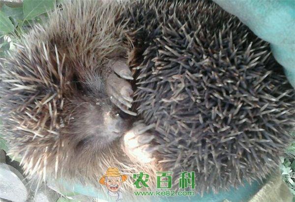 刺猬 刺猬养殖得了肠臌胀怎么办