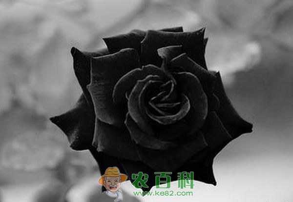 黑色玫瑰 黑色玫瑰