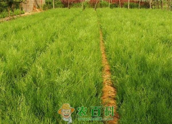 垂枝侧柏的育苗管理技术