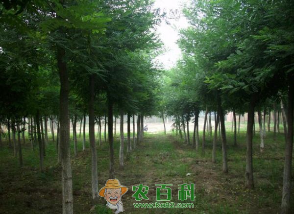 国槐树苗种植:在夏季该如何合理浇水 土客网网 国槐树苗种植:在夏季该如何合理浇水