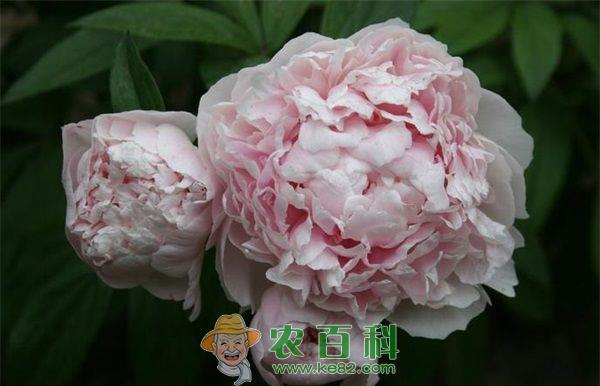 芍药 芍药花栽培的八个要点