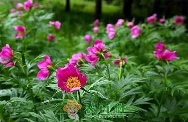 赤芍药的产地及服用禁忌 土客网网 赤芍药的产地及服用禁忌