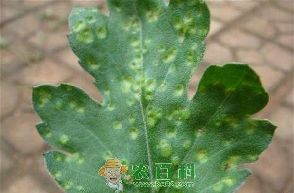 菊花锈病的防治方法