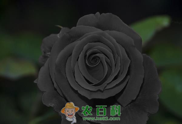 黑色玫瑰 黑色玫瑰